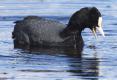 [Eurasian Coot]