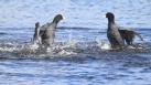 [Eurasian Coot]