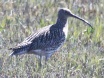 [Eurasian Curlew]