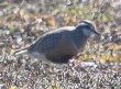 [Eurasian Dotterel]