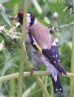 [European Goldfinch]