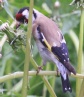 [European Goldfinch]