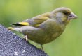 [European Greenfinch]
