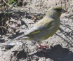 [European Greenfinch]