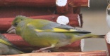 [European Greenfinch]