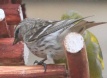 [European Greenfinch]