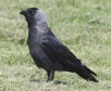[Eurasian Jackdaw]