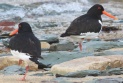 [Eurasian Oystercatcher]