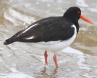 [Eurasian Oystercatcher]