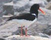 [Eurasian Oystercatcher]