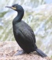 [European Shag]