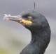 [European Shag]