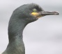 [European Shag]