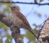 [Eurasian Wryneck]