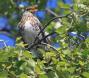 [Fieldfare]