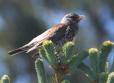 [Fieldfare]