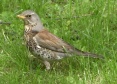 [Fieldfare]