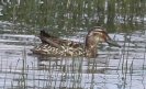[Garganey]