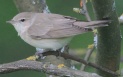 [Garden Warbler]
