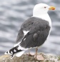 [Great Black-backed Gull]