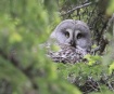 [Great Grey Owl]