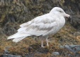[Glaucous Gull]
