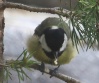 [Great Tit]