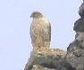 [Gyrfalcon]