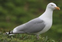 [Herring Gull]