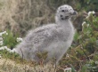 [Herring Gull]