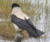 [Hooded Crow]