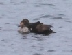 [King Eider]