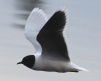 [Little Gull]