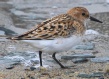 [Little Stint]