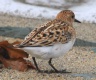 [Little Stint]