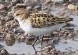 [Little Stint]