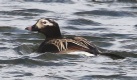 [Long-tailed Duck]
