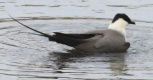 [Long-tailed Jaeger]