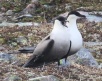 [Long-tailed Jaeger]