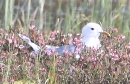 [Mew (Common) Gull]