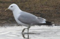 [Mew (Common) Gull]