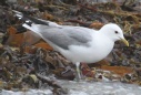 [Mew (Common) Gull]