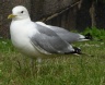 [Mew (Common) Gull]