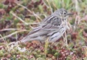 [Meadow Pippit]