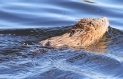 [Muskrat]
