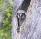 [Northern Hawk Owl]