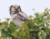 [Northern Hawk Owl]