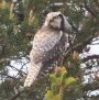 [Northern Hawk Owl]