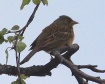 [Ortolan Bunting]