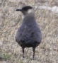 [Parasitic Jaeger]